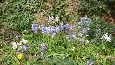 Bluebells